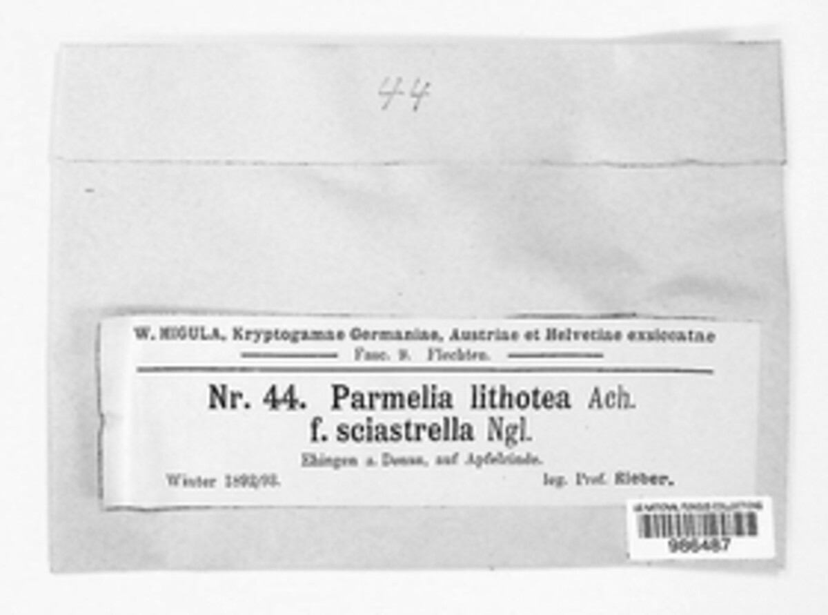 Physconia enteroxantha image